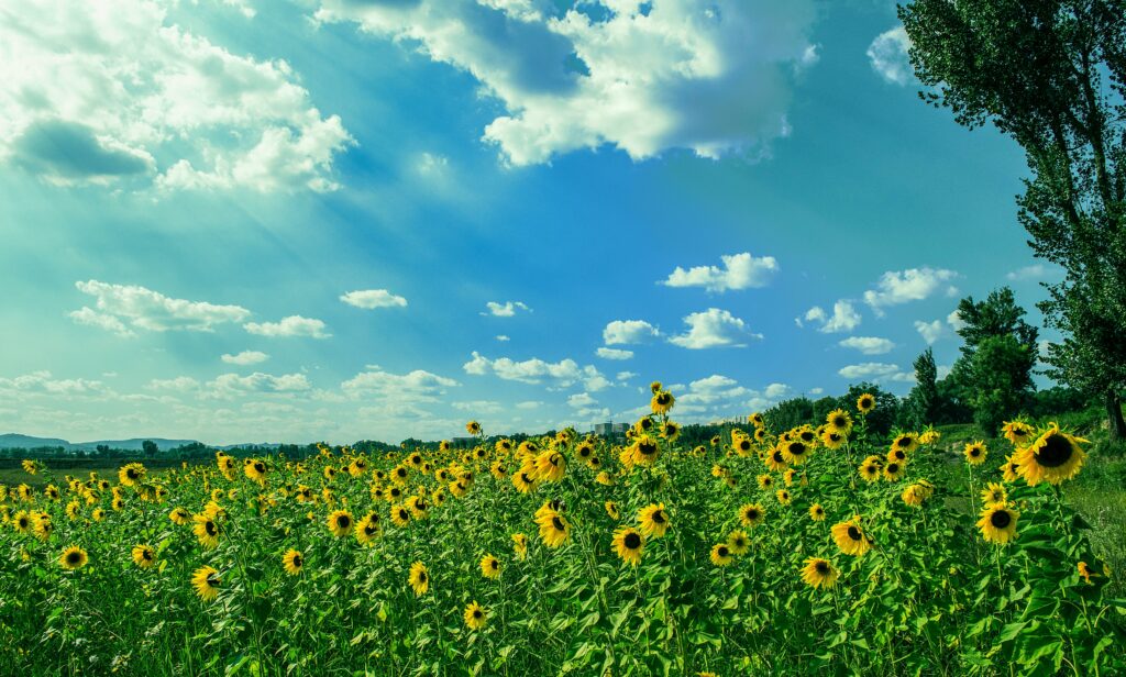 A beautiful sunflower field basking under a clear blue sky with scattered clouds.