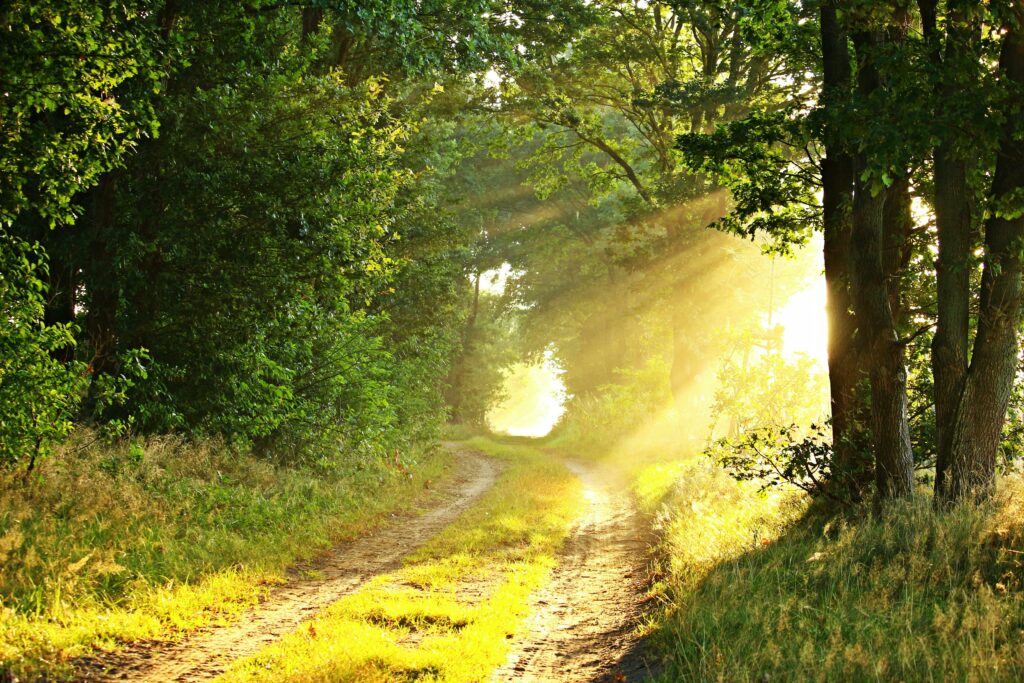 A serene countryside scene with sunbeams illuminating a misty forest path.